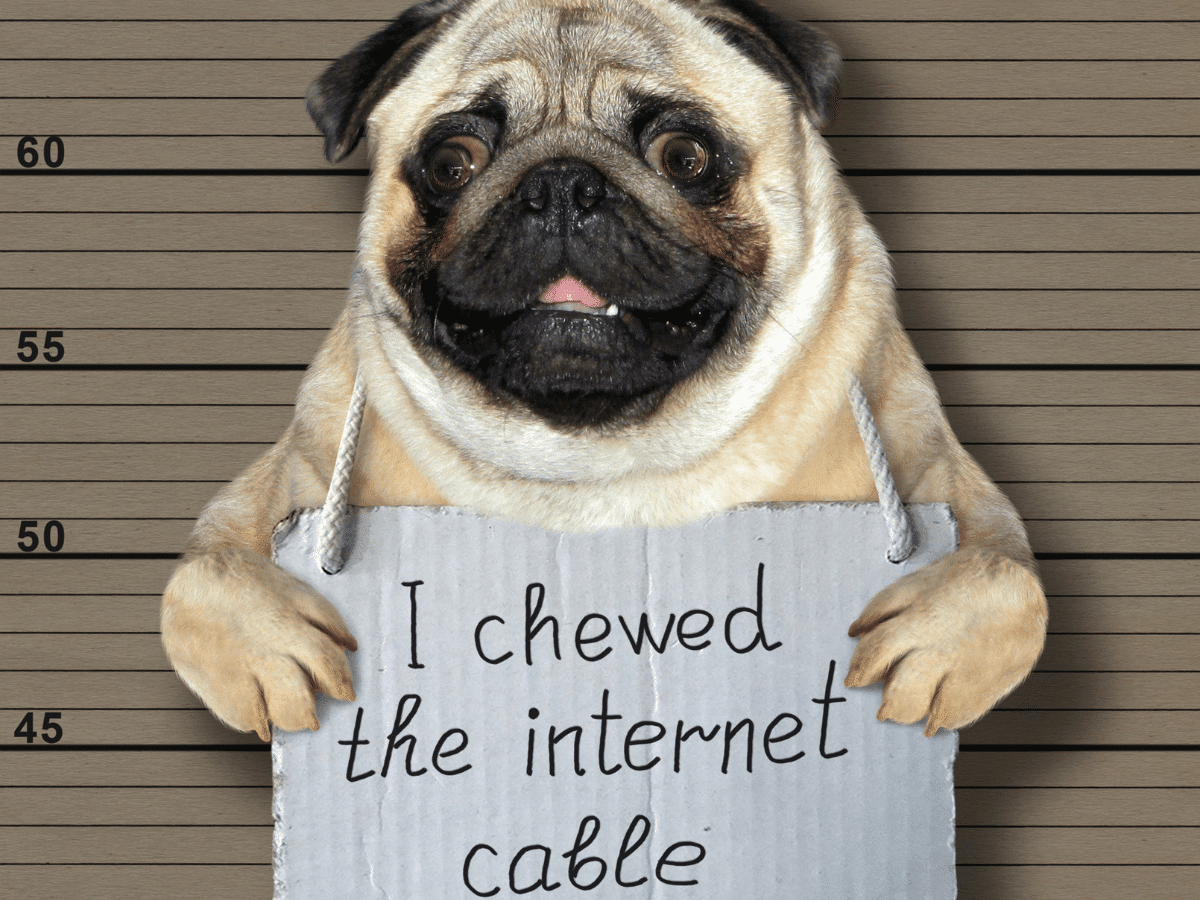 strange dog behavior : chewing internet cable