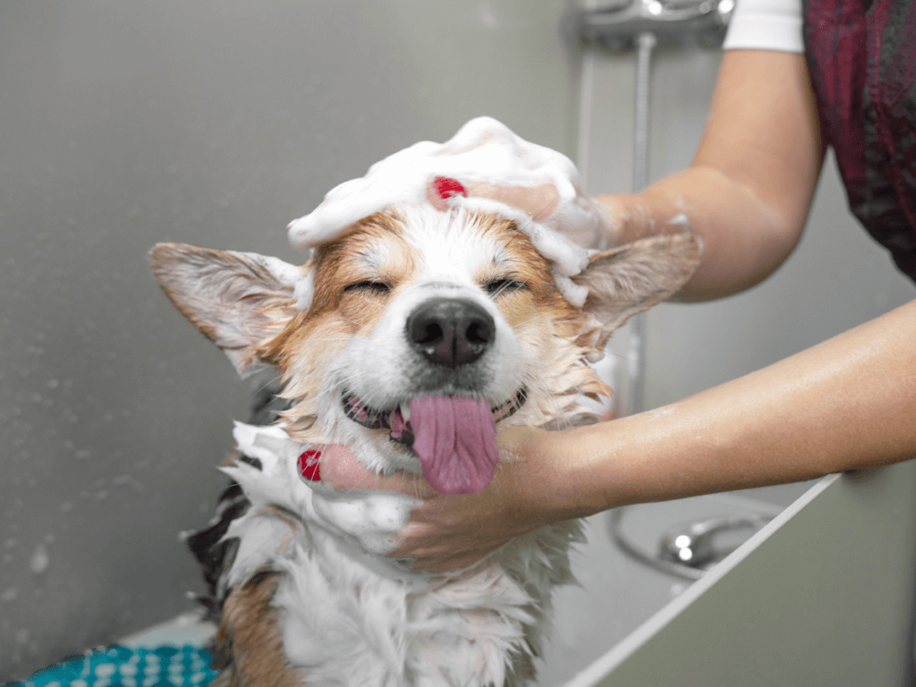 bathing a dog with "flea shampoo for dogs"