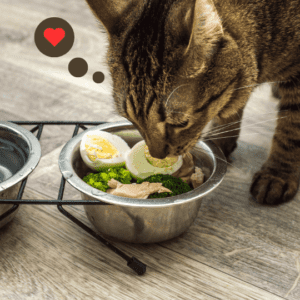 a cat is sniffing homemade wet cat food and loving it