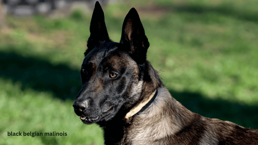 Black Belgian Malinois